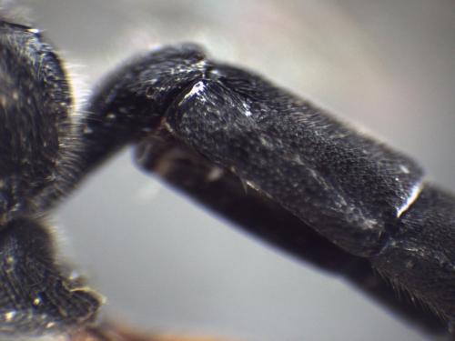 Coelichneumon rudis